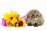 Hedgehog with flowers