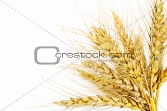 The wheat