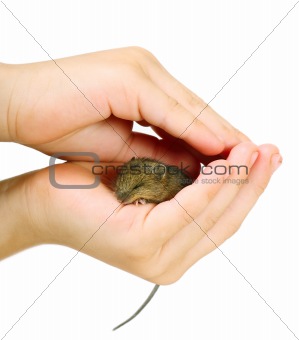 Mouse on arm