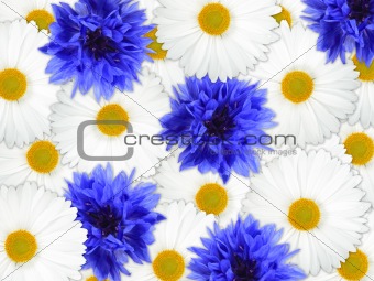 Background of blue and white flowers