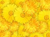 Background of orange and yellow wet flowers