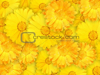 Background of orange and yellow wet flowers