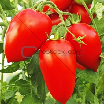 Rape red tomatoes in greenhouse