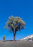 Lone pine tree