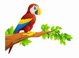 Macaw Bird Isolated