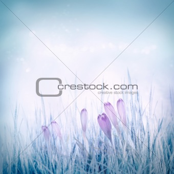 Spring floral background with crocus flowers
