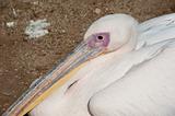 Large pelican in a zoo