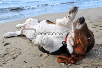 basset hound on a beach