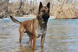 malinois in river
