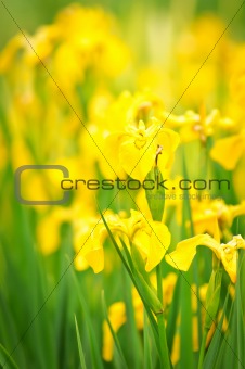 Yellow flowers on sunlight  in garden