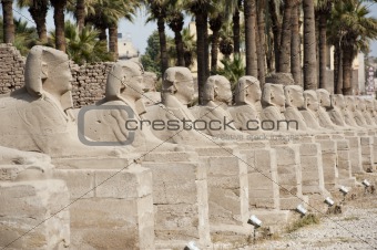 Row of sphinxes at Luxor temple