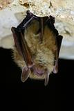 Eastern Pipistrelle Bat