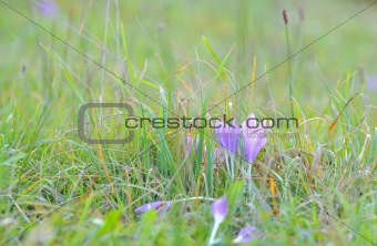 crocus flowers in spring time
