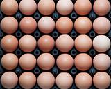 close up of eggs in plastic container