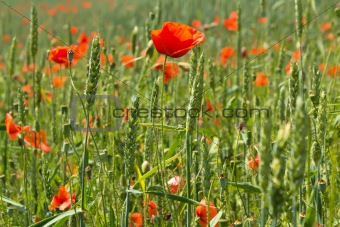 detail of green wheat with red poppies