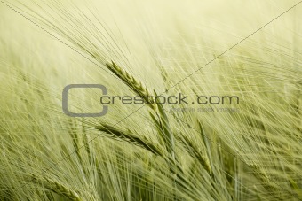 detail of organic green grains in summer time
