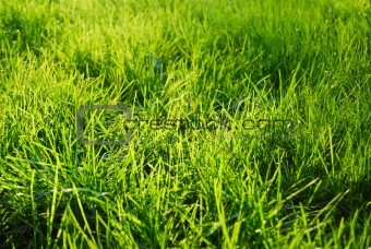 Grass in a sunlight