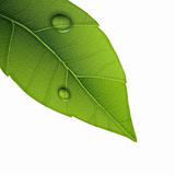 Green leaf with water droplets, closeup vector illustration.