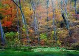 autumn leaves and trees on river