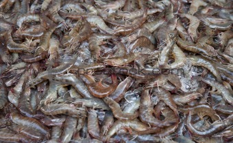 fresh shrimps or prawns