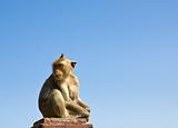 Macaque monkey 