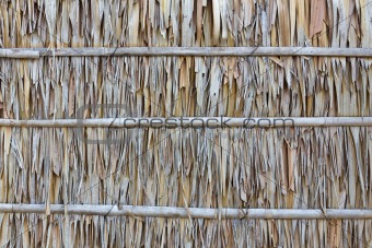 Palm leaf wall texture 