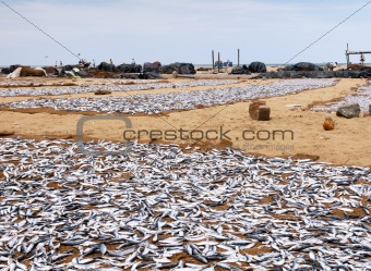 Drying fish on the shore