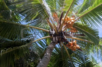 Looking to the crown of palm