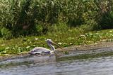 dalmatian pelican (pelecanus crispus) 