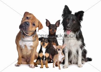 group of five dogs