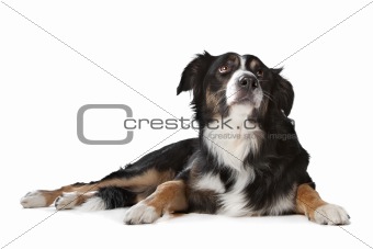 border collie sheepdog