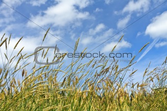 Corn on the blue sky