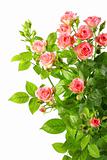 Bush with pink roses and green leafes