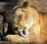 lioness licking