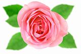 Single pink flower of rose