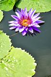 Purple Lotus in pool