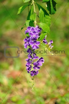 tropical purple flowers 