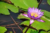 Purple Lotus in pool