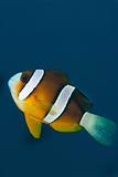 Swift clownfish