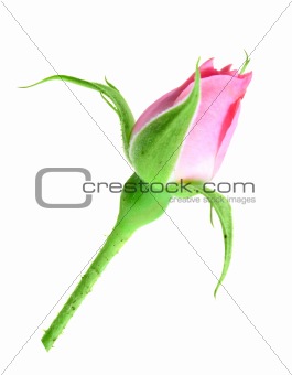 Pink rose bud on a green stalk