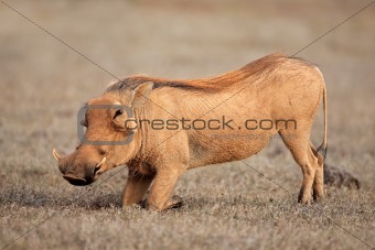 Feeding warthog