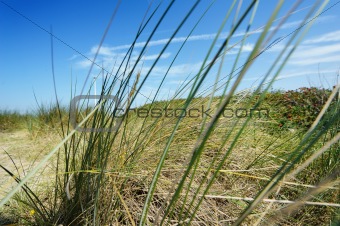 Vacance sky through marram grass