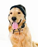 Golden retriever dog wearing winter hat