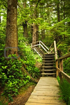 Path in temperate rainforest