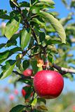 Red apples on apple tree branch 