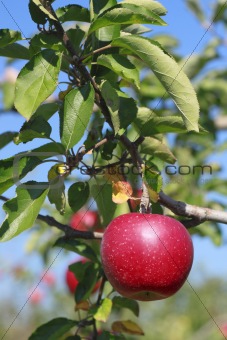 Red apples on apple tree branch 