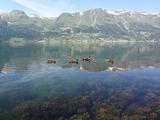 Ducks on Hardangerfjorden