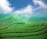 tea plantation on the high mountain valley