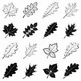 Leaves of plants, silhouettes, set