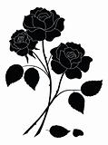Flowers rose, silhouette